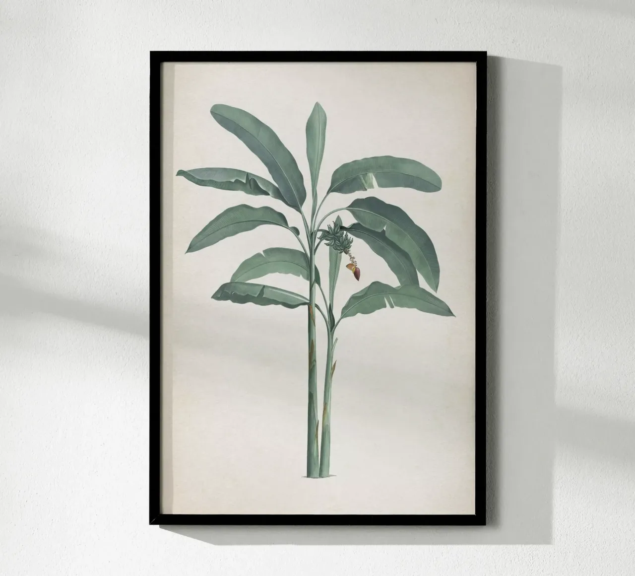 Vintage Redouté 2 Musa Paradisiaca poster con telaio in alluminio da Vintage Print Collection