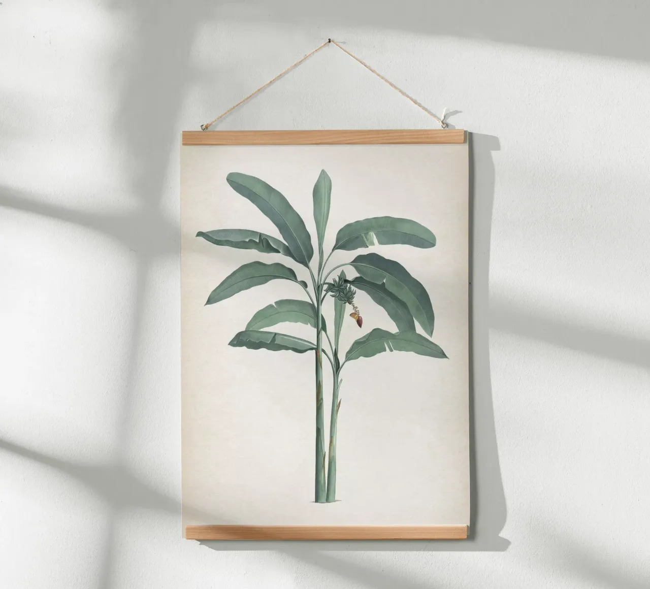 Vintage Redouté 2 Musa Paradisiaca poster con telaio in alluminio da Vintage Print Collection