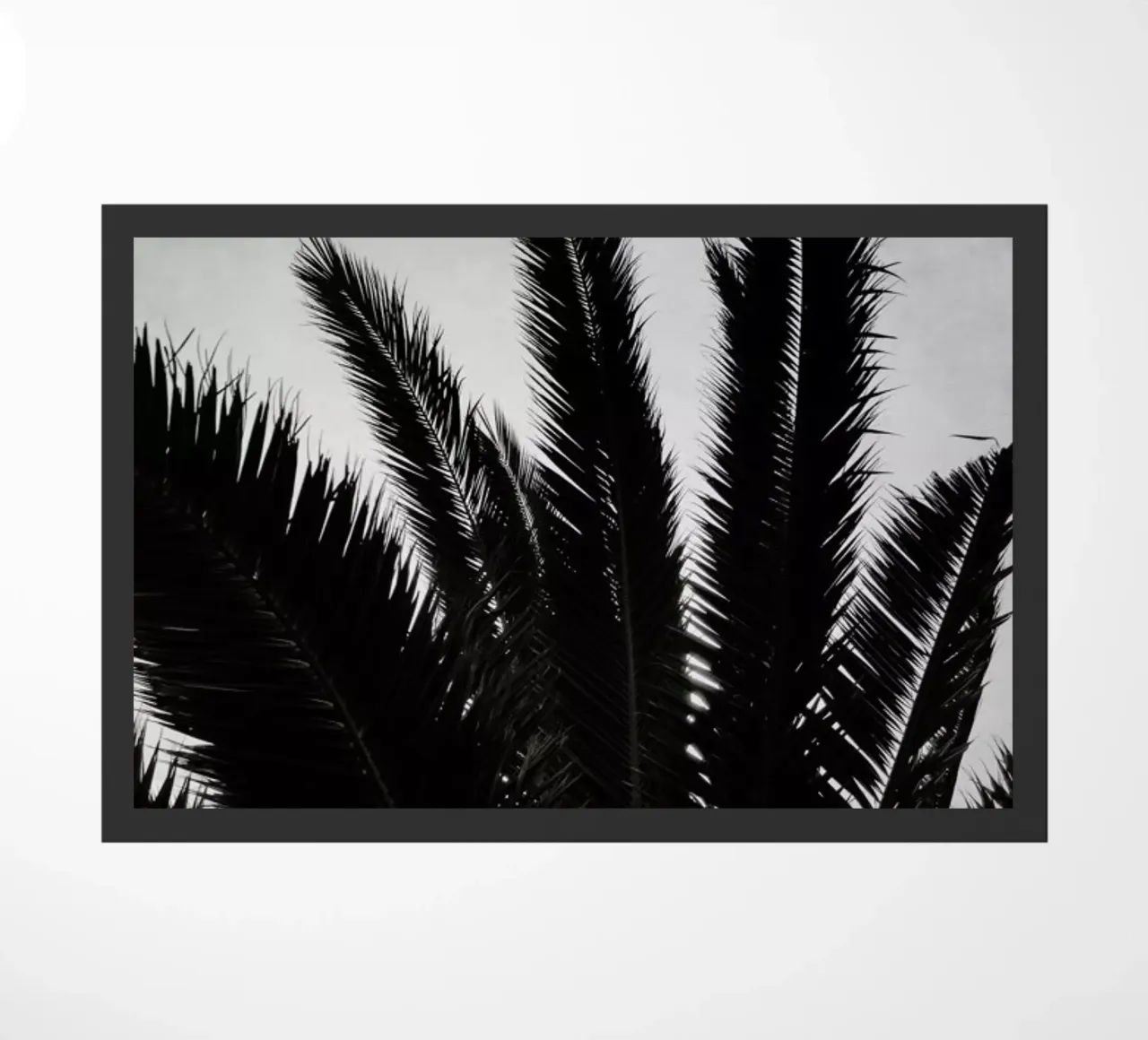 Palm Beach La zerbino da Sebastian Hilgetag