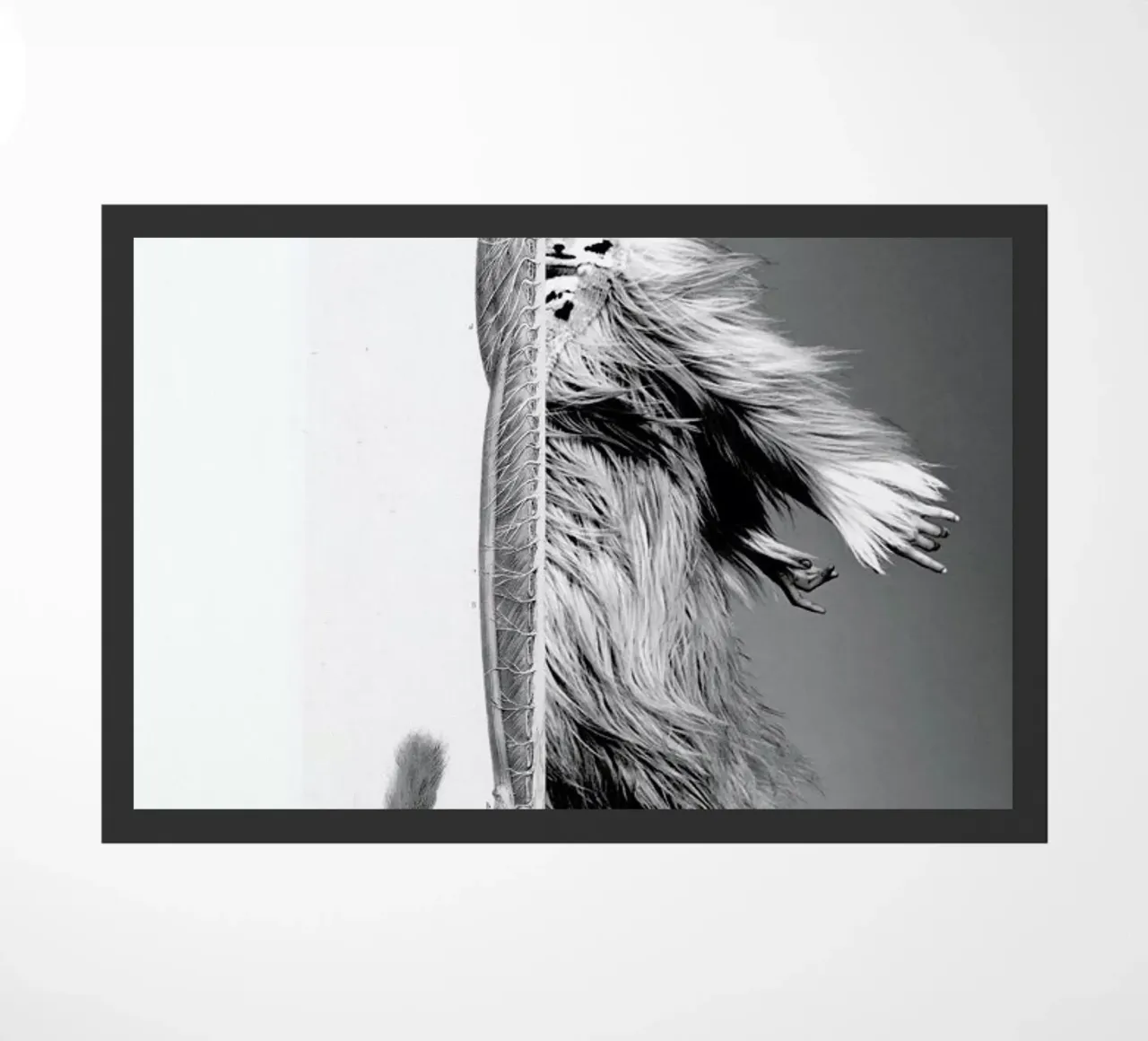 Monkey Lady zerbino da Taher Mhamdi