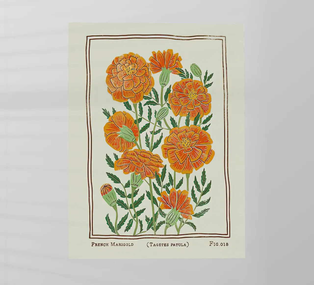 Calendula francese pellicola backlit da harris shop