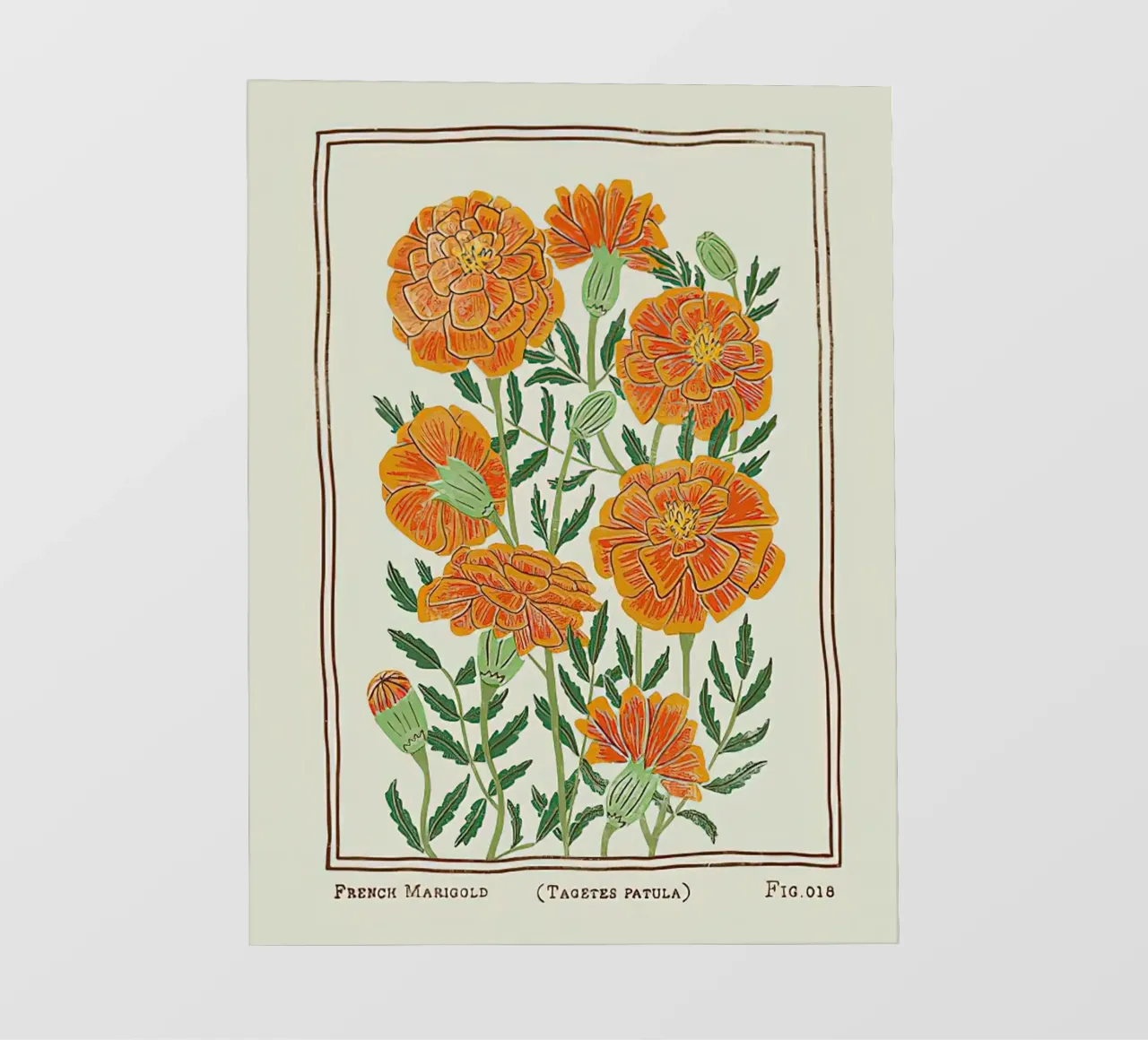 Calendula francese pellicola backlit da harris shop