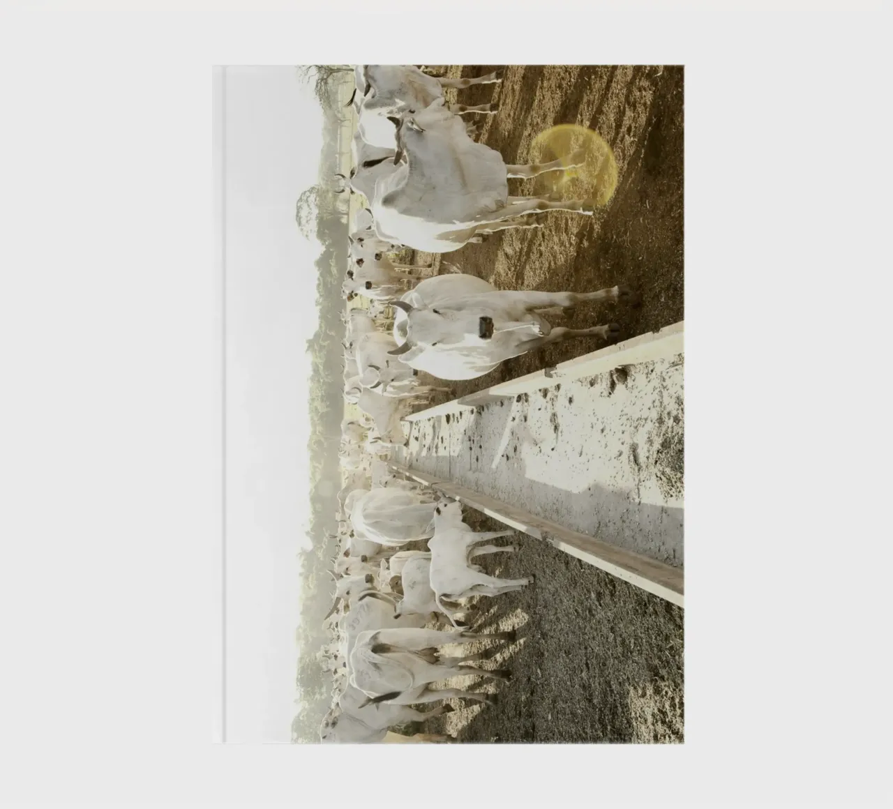 White Cows on Farm notebook by KISSA STUDIO