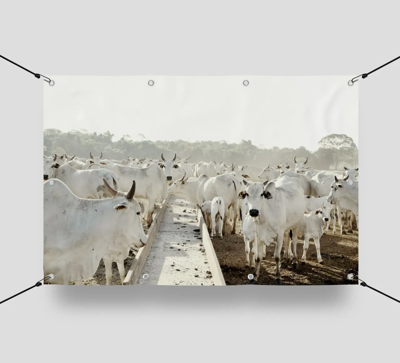 Mucche bianche in fattoria telo in pvc da KISSA STUDIO