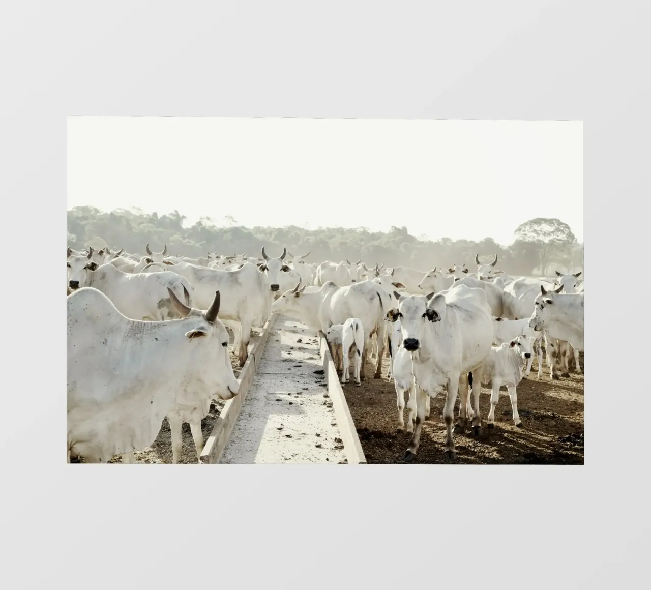 Mucche bianche in fattoria telo in pvc da KISSA STUDIO