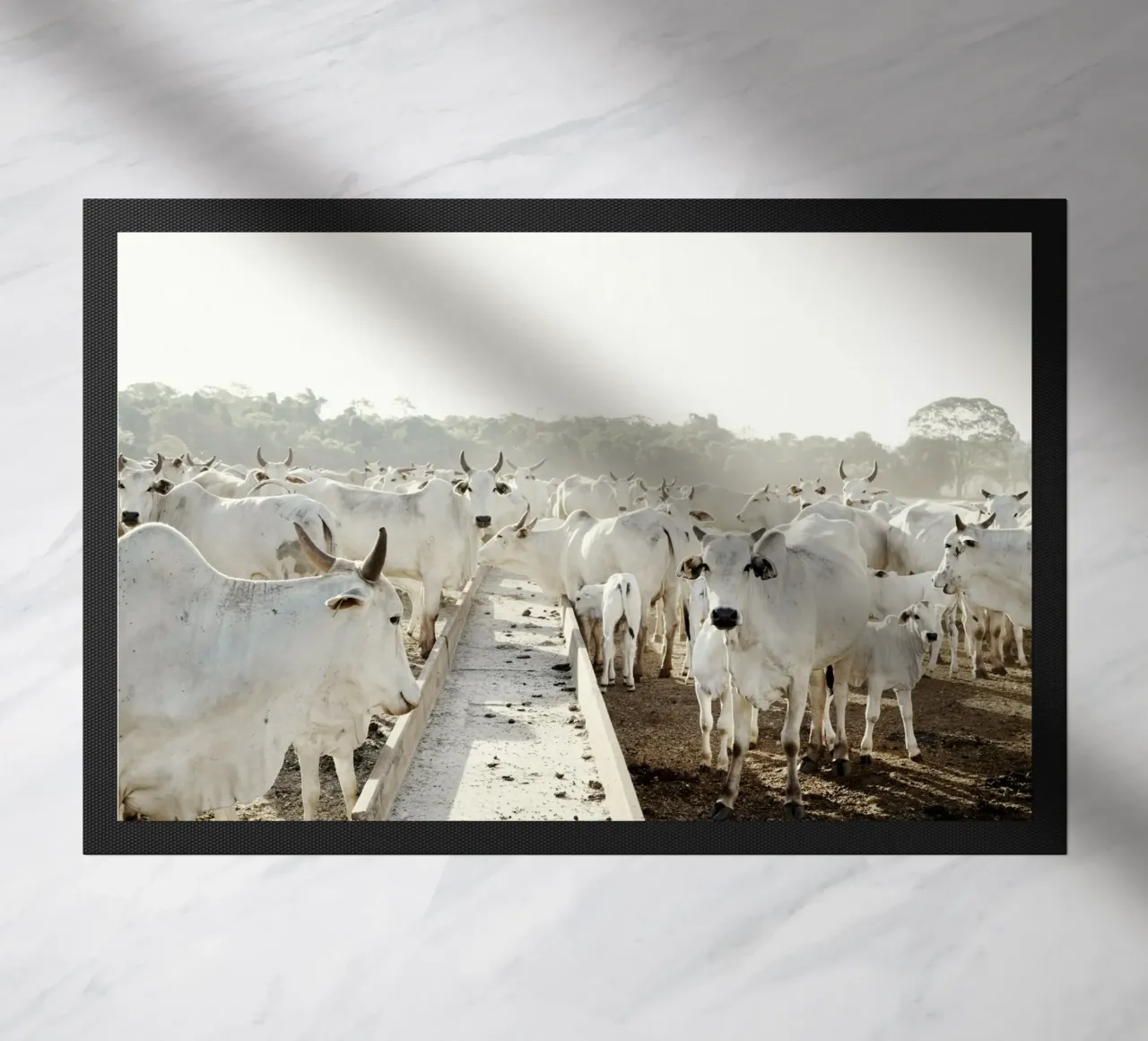 Mucche bianche in fattoria zerbino da KISSA STUDIO