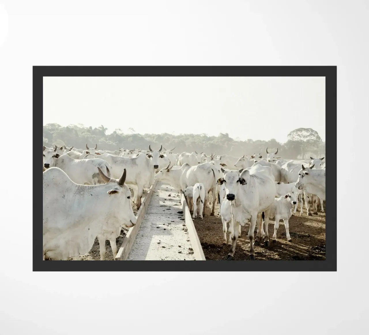 Mucche bianche in fattoria zerbino da KISSA STUDIO