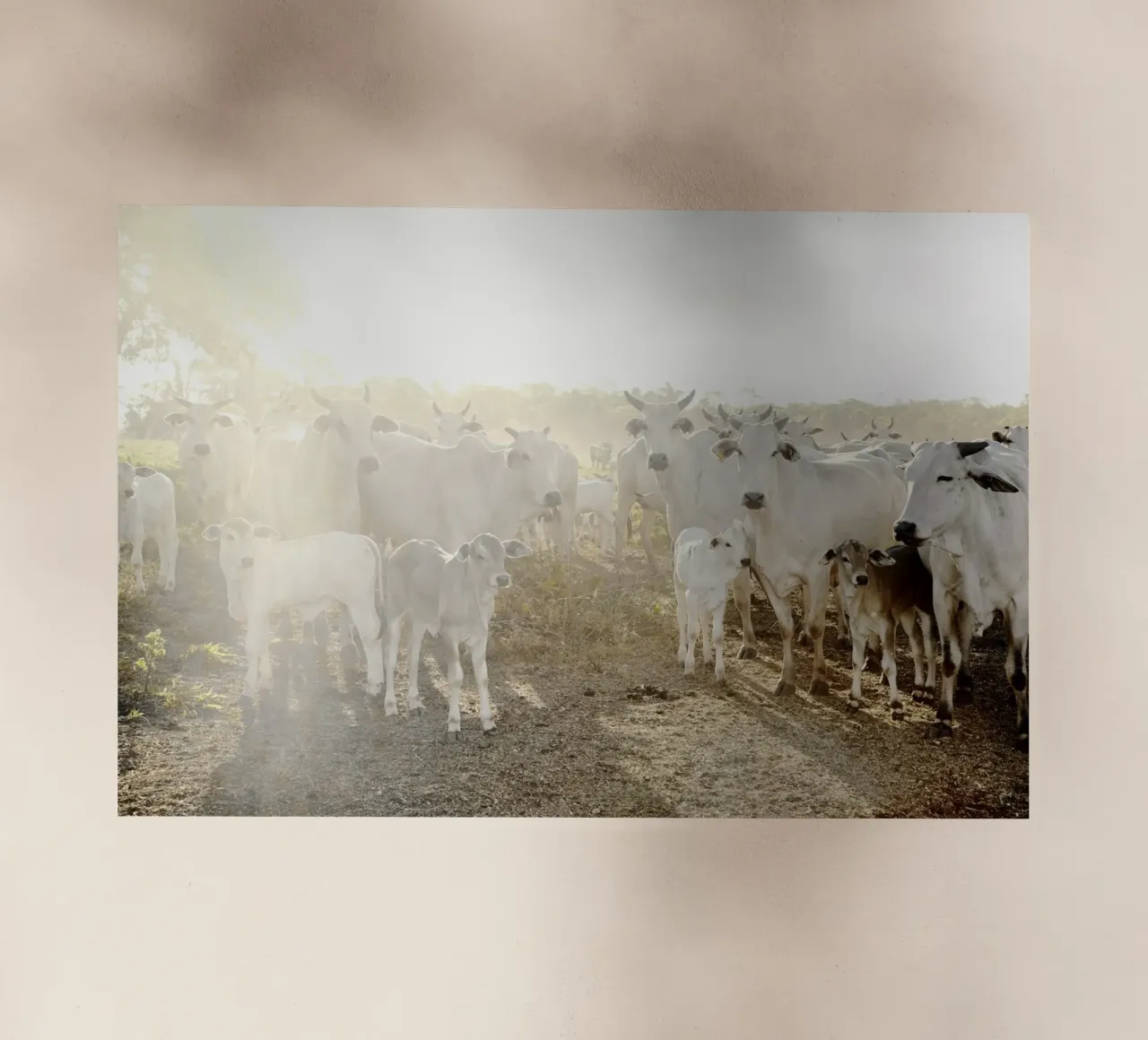 Mucche bianche in fattoria pellicola backlit da KISSA STUDIO