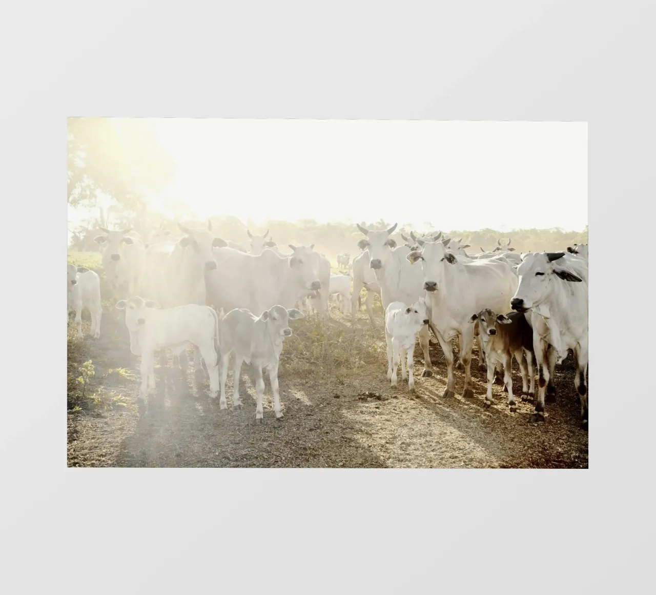 Mucche bianche in fattoria pellicola backlit da KISSA STUDIO
