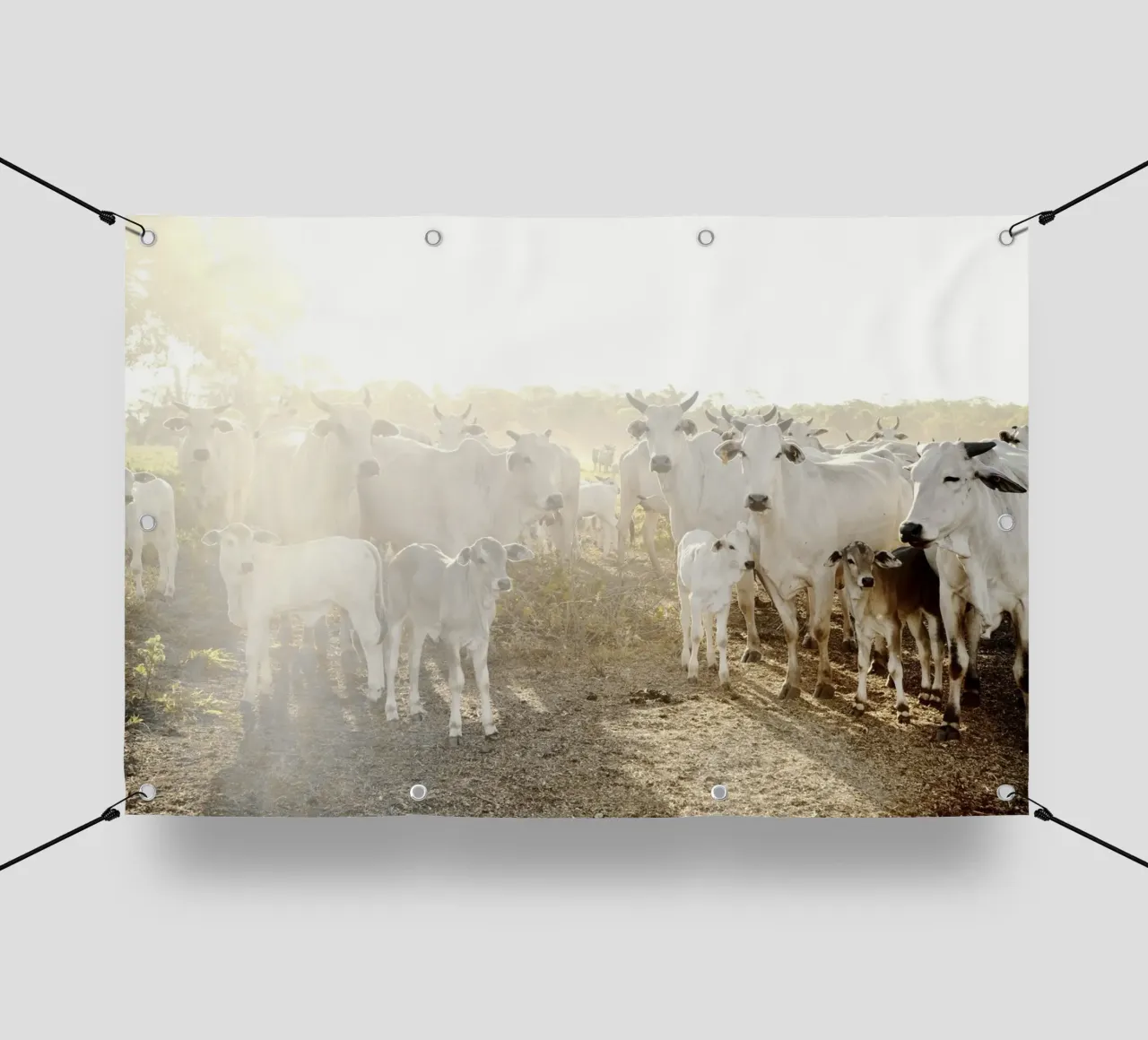 Mucche bianche in fattoria telo in pvc da KISSA STUDIO