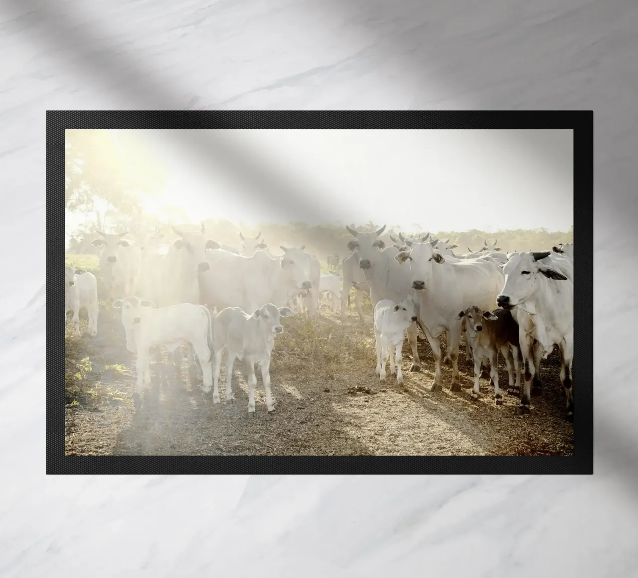 Mucche bianche in fattoria zerbino da KISSA STUDIO