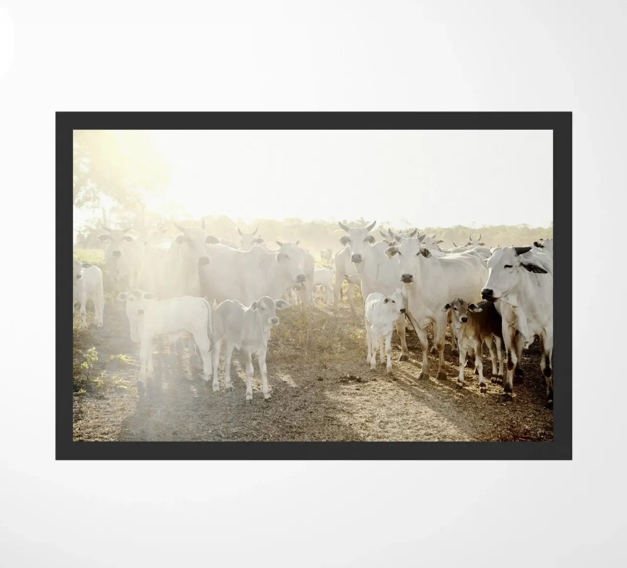 Mucche bianche in fattoria zerbino da KISSA STUDIO