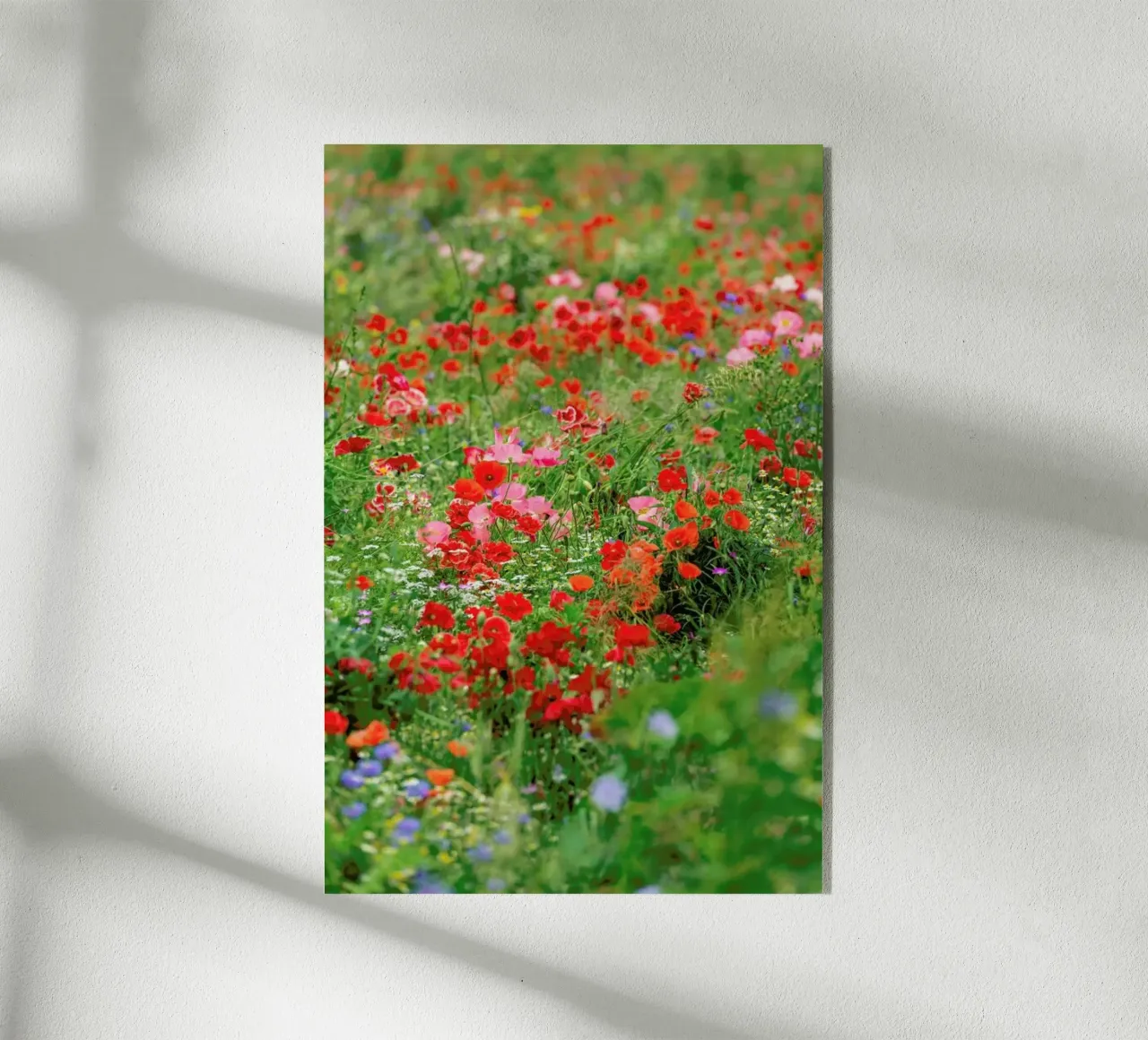 Poppyfield plexiglass da Curious Collections by Marielle Leenders