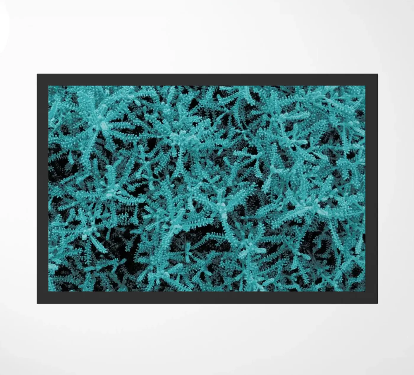 Crazy Plant zerbino da Sebastian Hilgetag