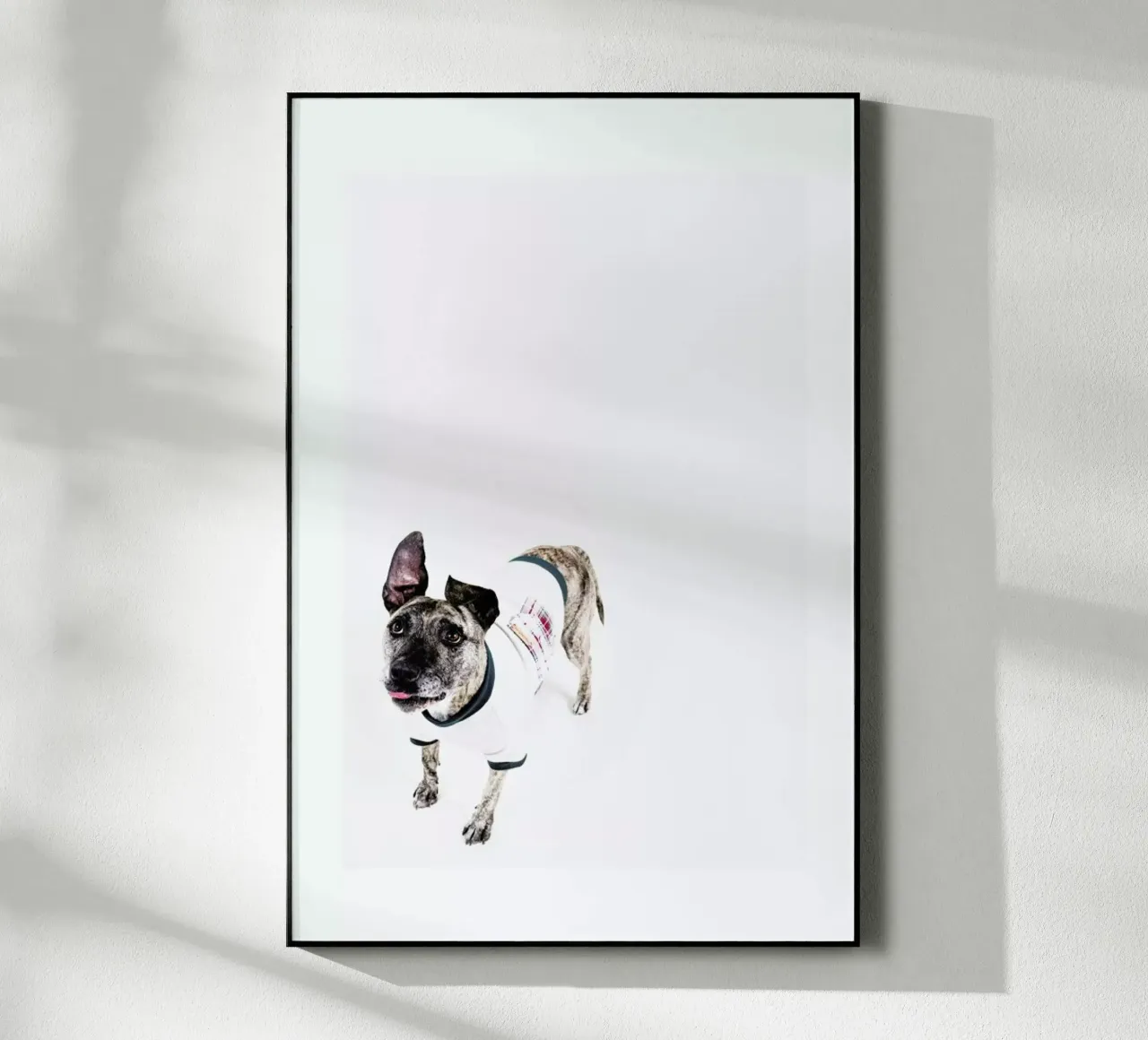 The Tailwaggers 5-2 plexiglass da Paul Aidan Perry