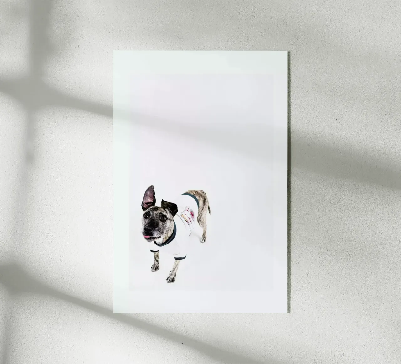 The Tailwaggers 5-2 plexiglass da Paul Aidan Perry