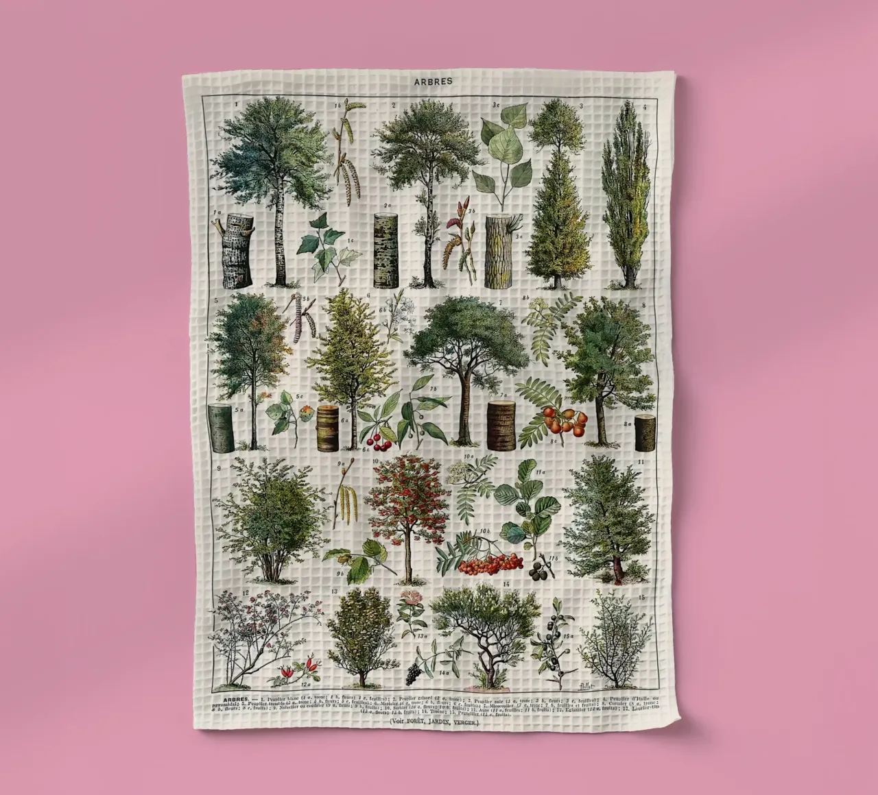 alberi botanici foglie frutti rami canovaccio da cucina da Graham Robertson