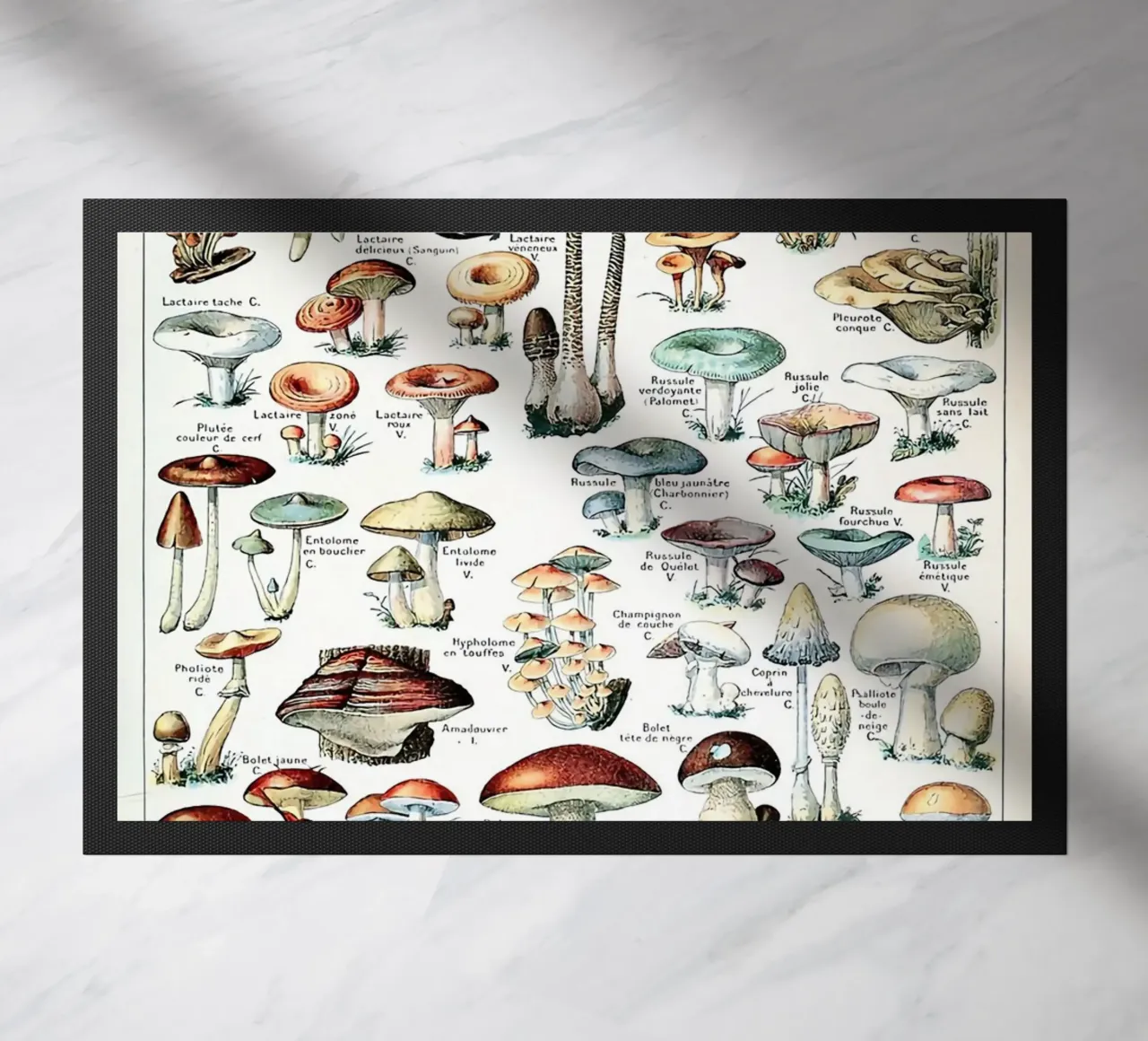 funghi funghi a trombetta zerbino da Graham Robertson