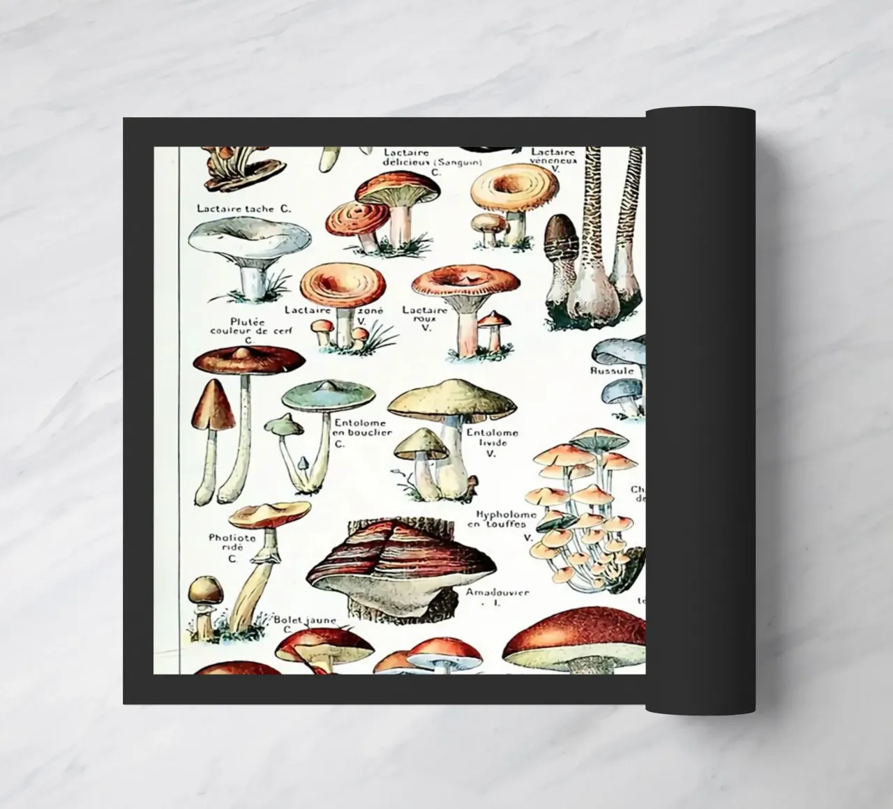 funghi funghi a trombetta zerbino da Graham Robertson