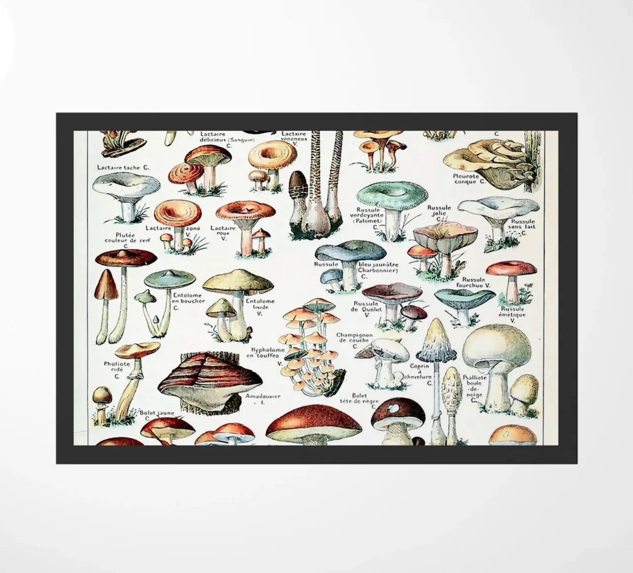 funghi funghi a trombetta zerbino da Graham Robertson