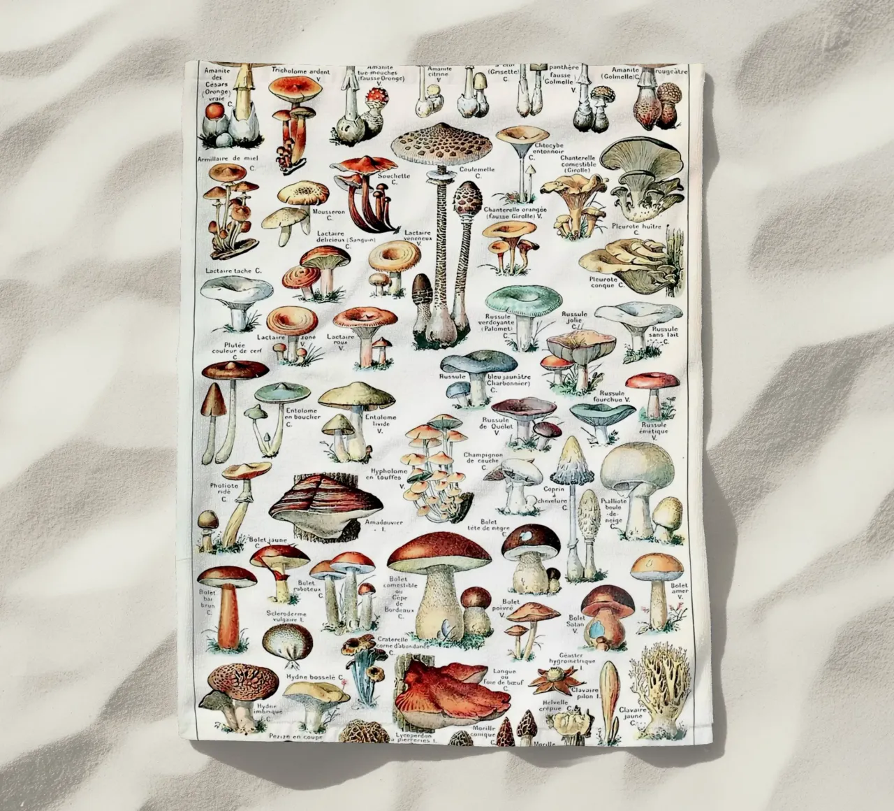 funghi funghi a trombetta telo mare da Graham Robertson