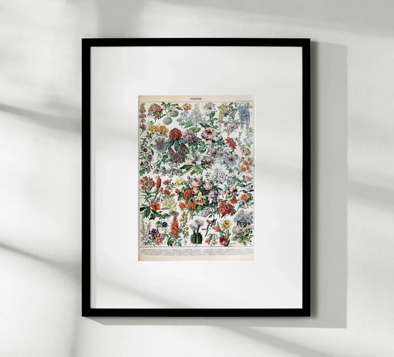 fleurs botanique nature illustration poster avec cadre en plastique de Graham Robertson