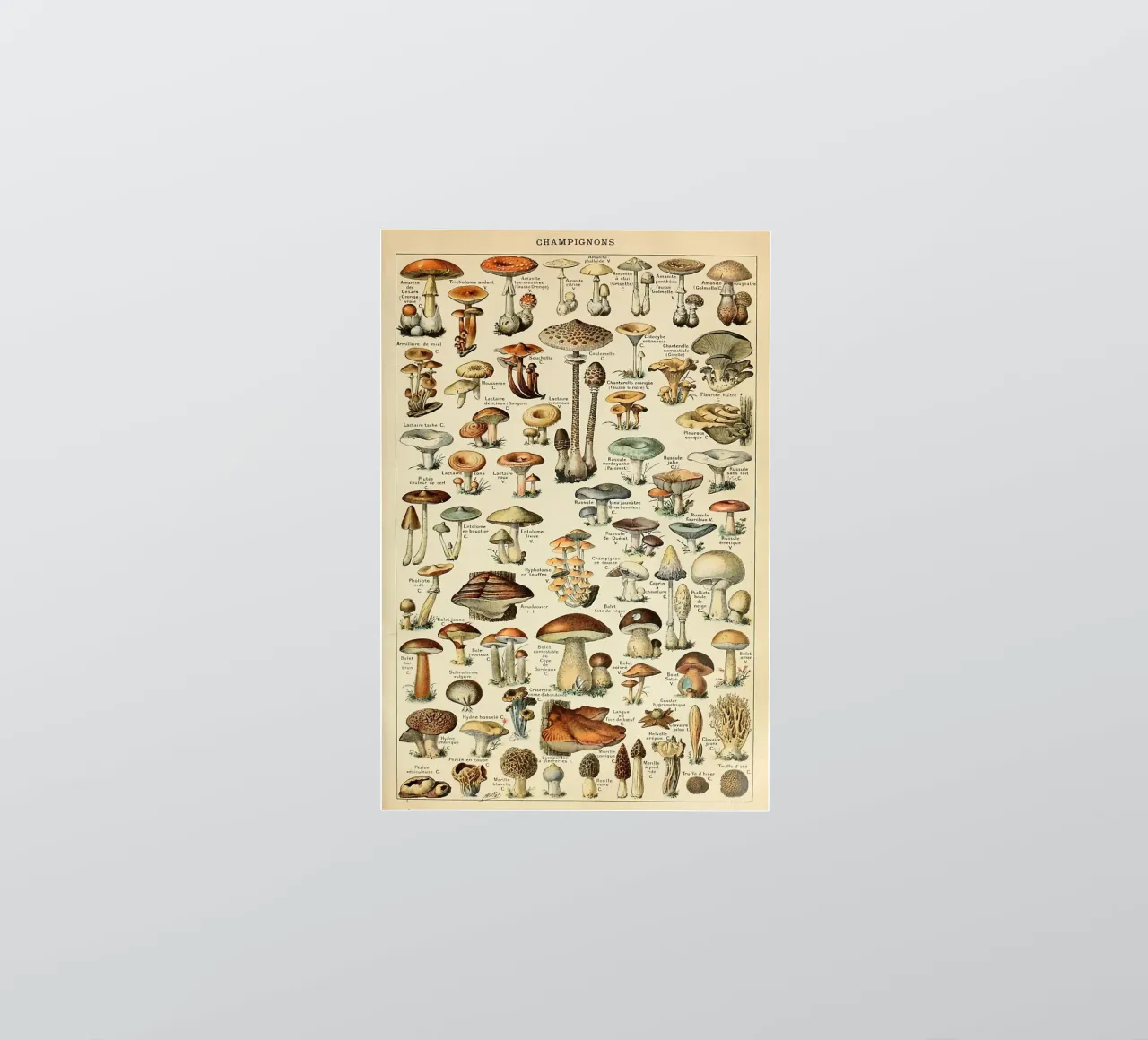 mushrooms fungi champignons amanita sticker by Graham Robertson