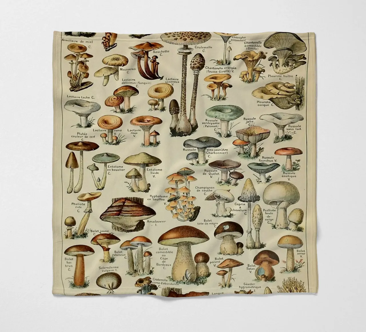 funghi champignon amanita coperta in pile da Graham Robertson