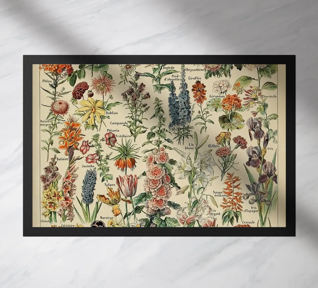 fiori illustrazioni botaniche fleurs roses zerbino da Graham Robertson