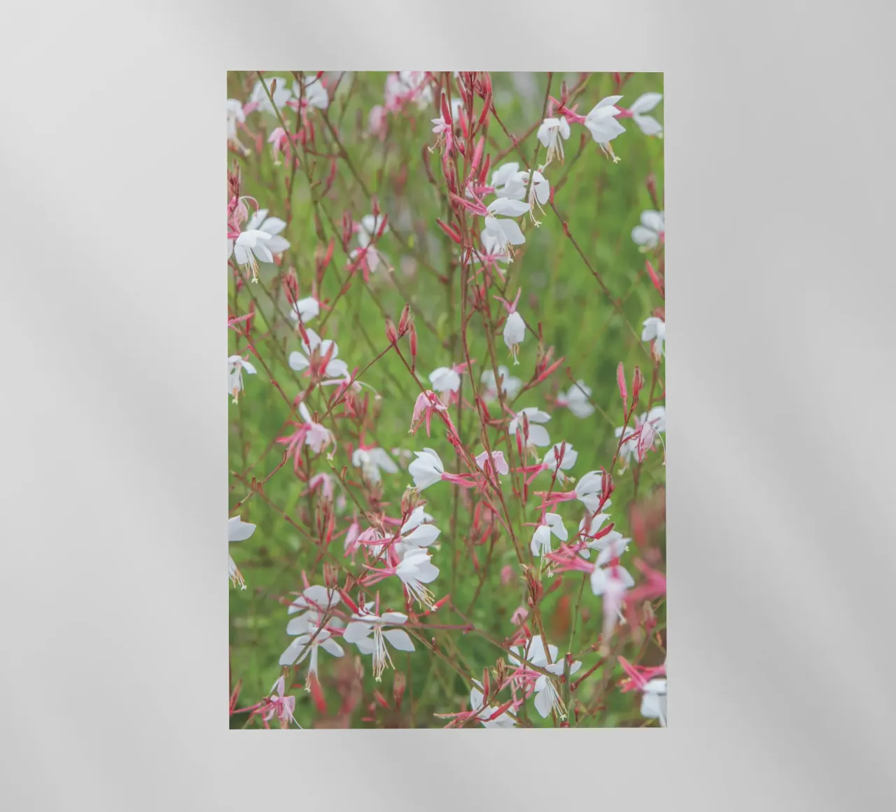Piccoli fiori pellicola backlit da Dave Hare Photography