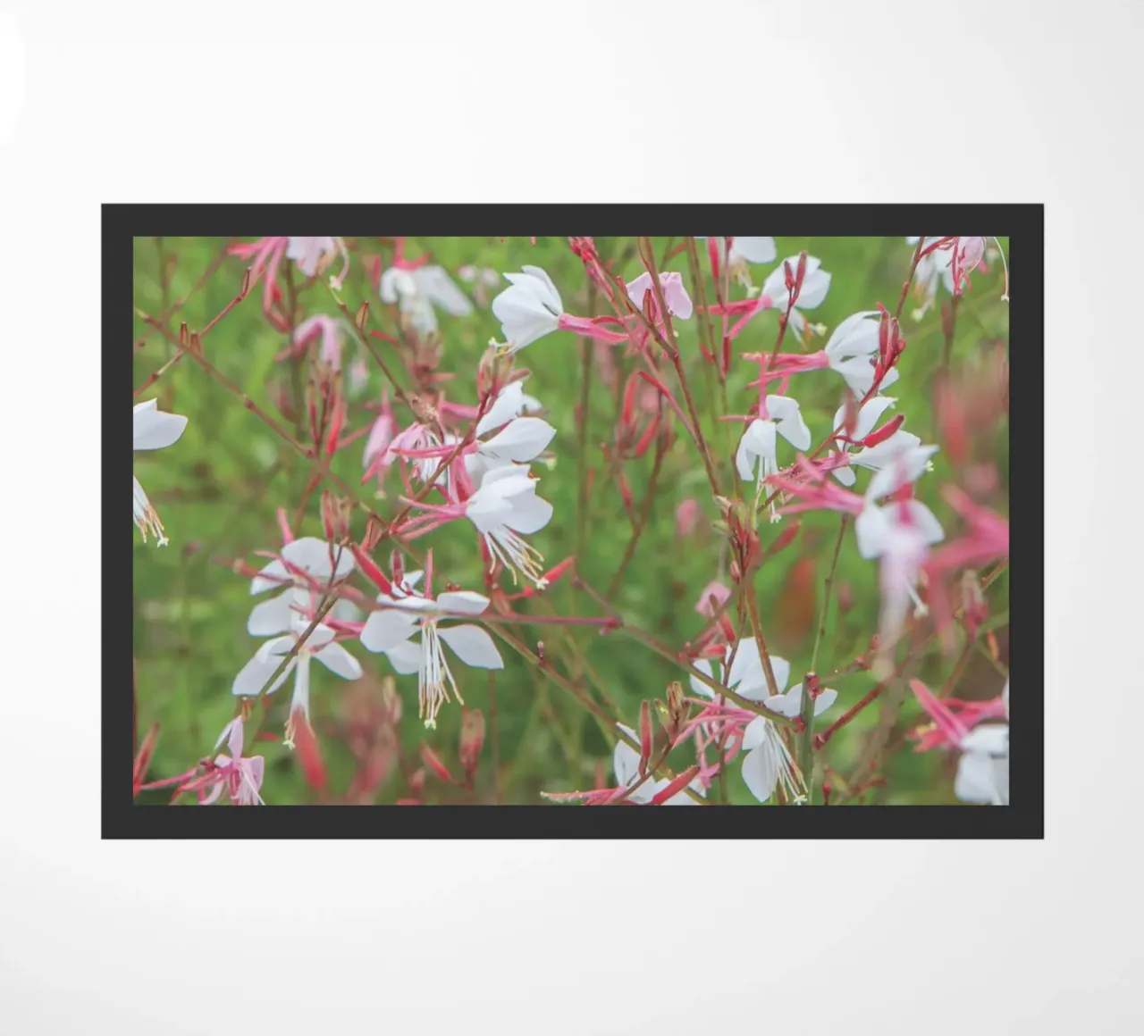 Piccoli fiori zerbino da Dave Hare Photography