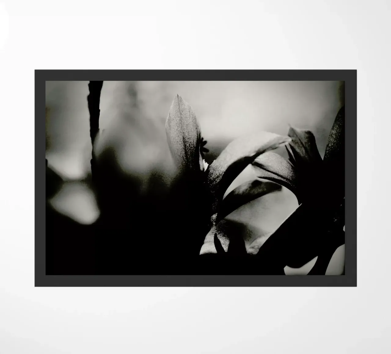 Blossoming I zerbino da Anja Hebrank Photography