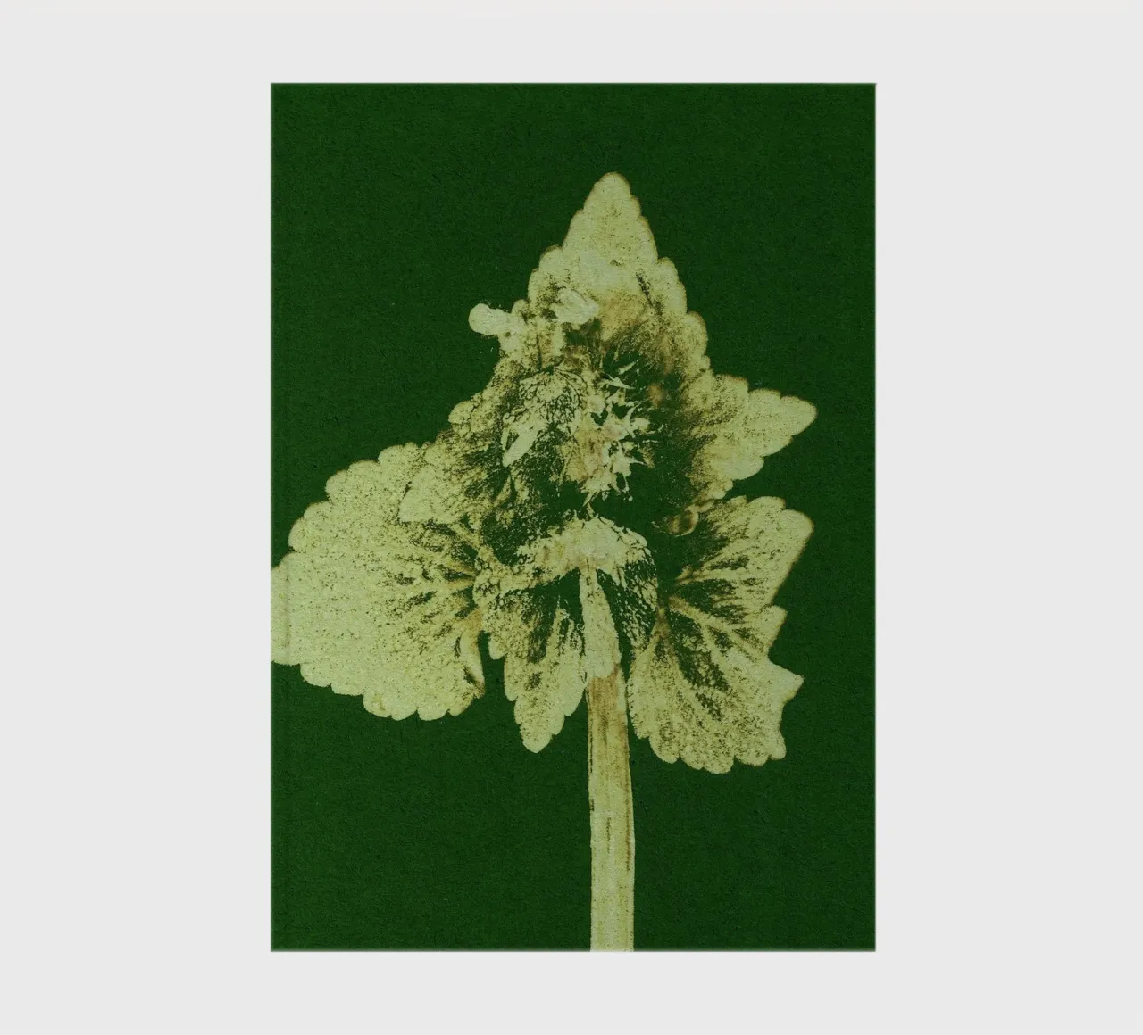 Impressioni botaniche | Lamium purpureum v3 diario da Ivona Maris