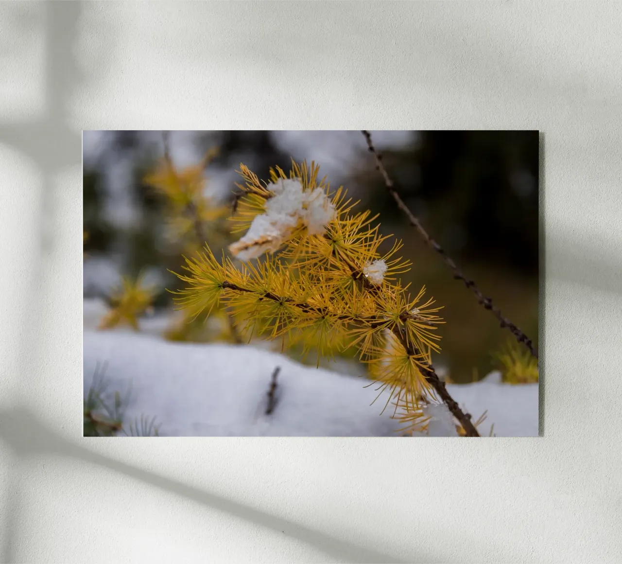 Sussurri di sentieri d'autunno plexiglass da PhotoVibe Decor