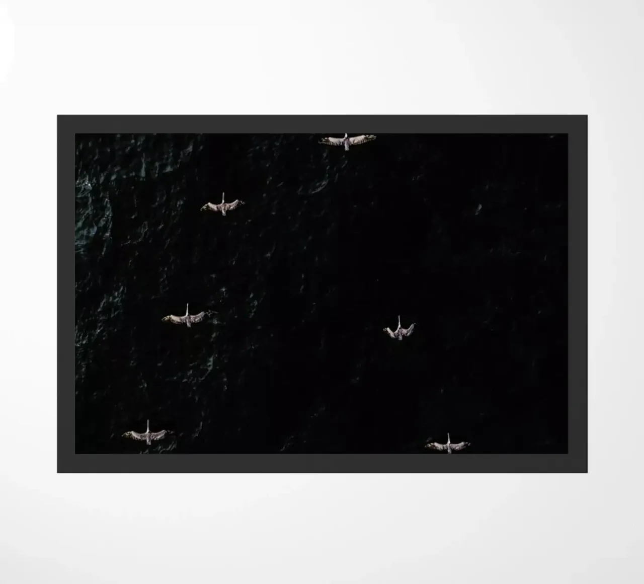 V zerbino da ROBERTO H