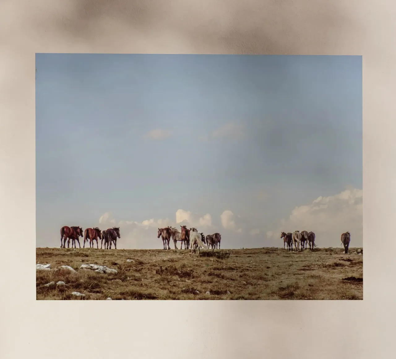 herd horses pasture backlit film by Horsire