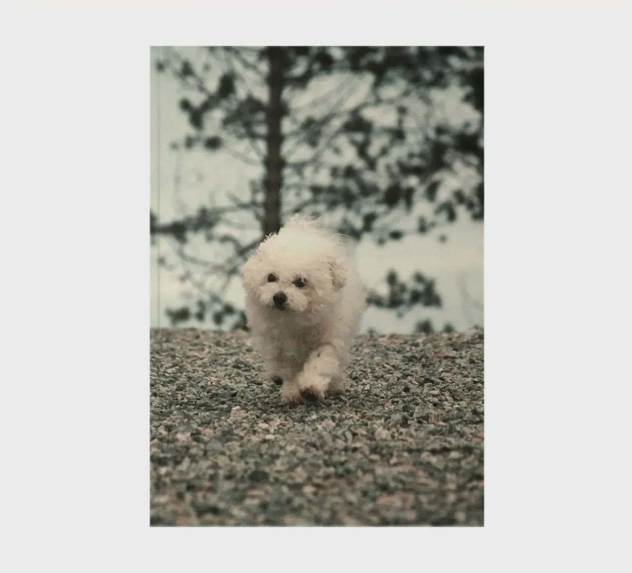 chiot jouant dans une forêt lumineuse carnet de notes de animal story home