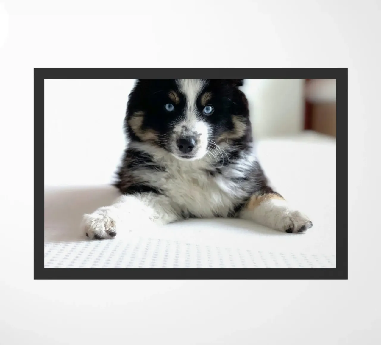cucciolo con occhi blu zerbino da animal story home