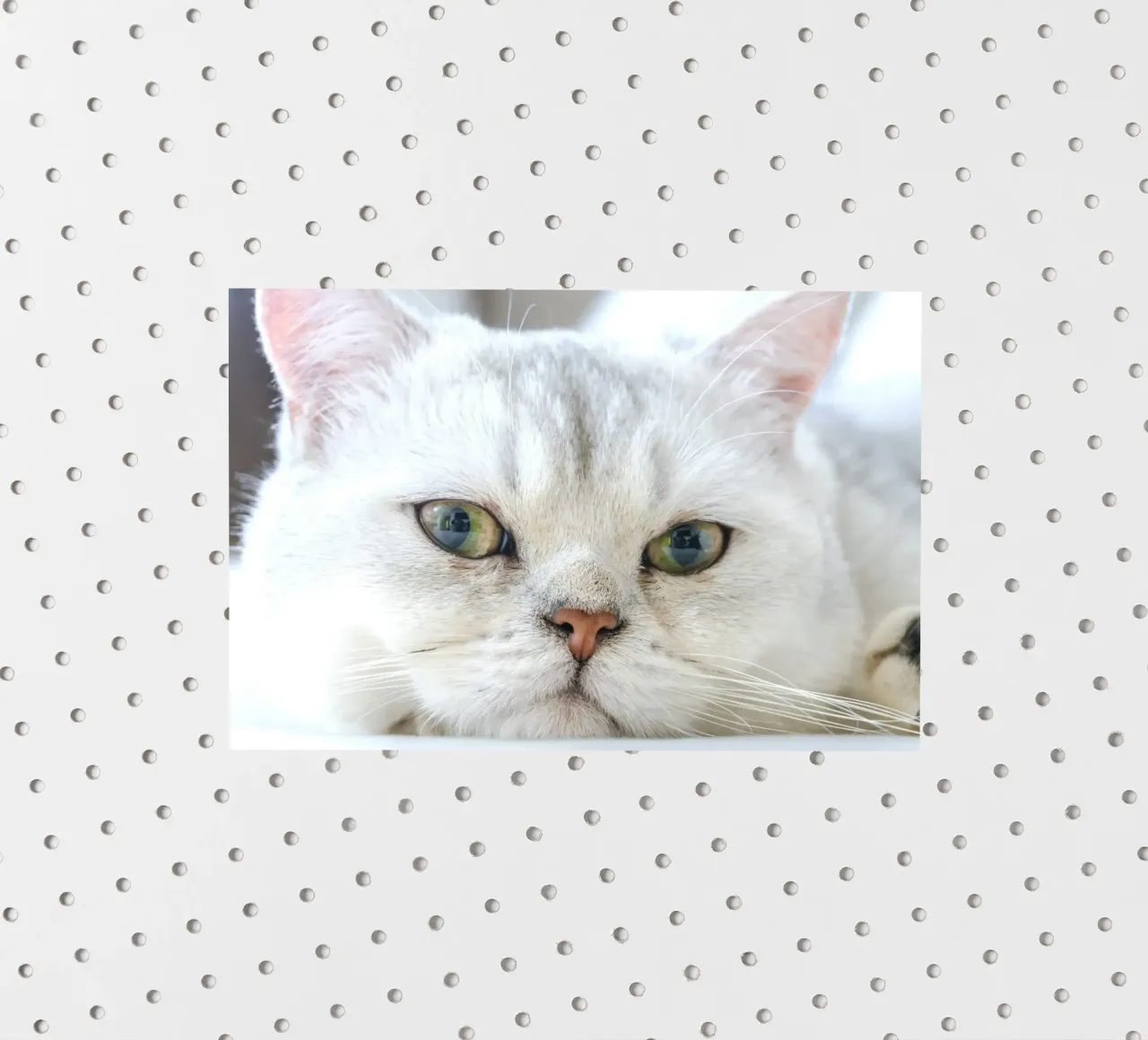 baffi gatto rilassato adesivo da animal story home