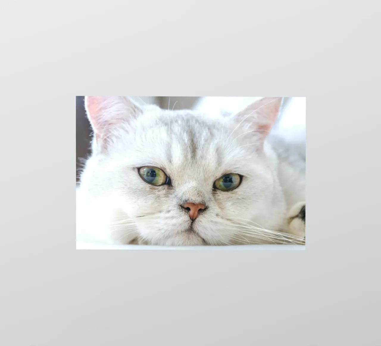 baffi gatto rilassato adesivo da animal story home