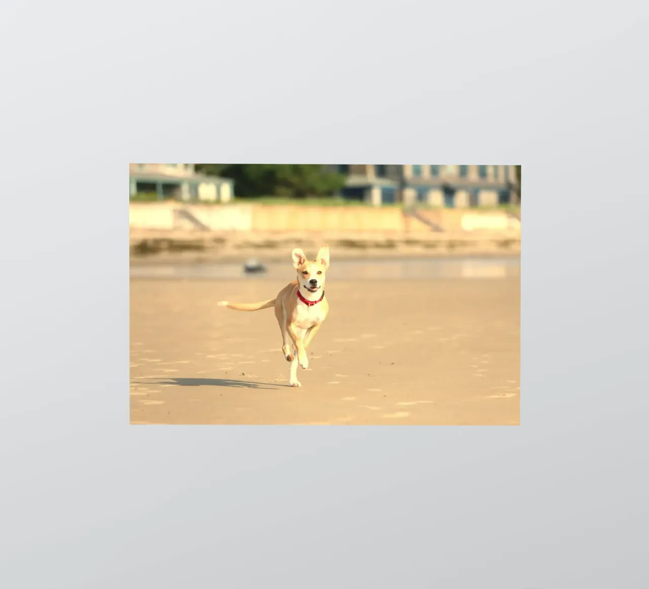 chien courant sur la plage autocollant de animal story home