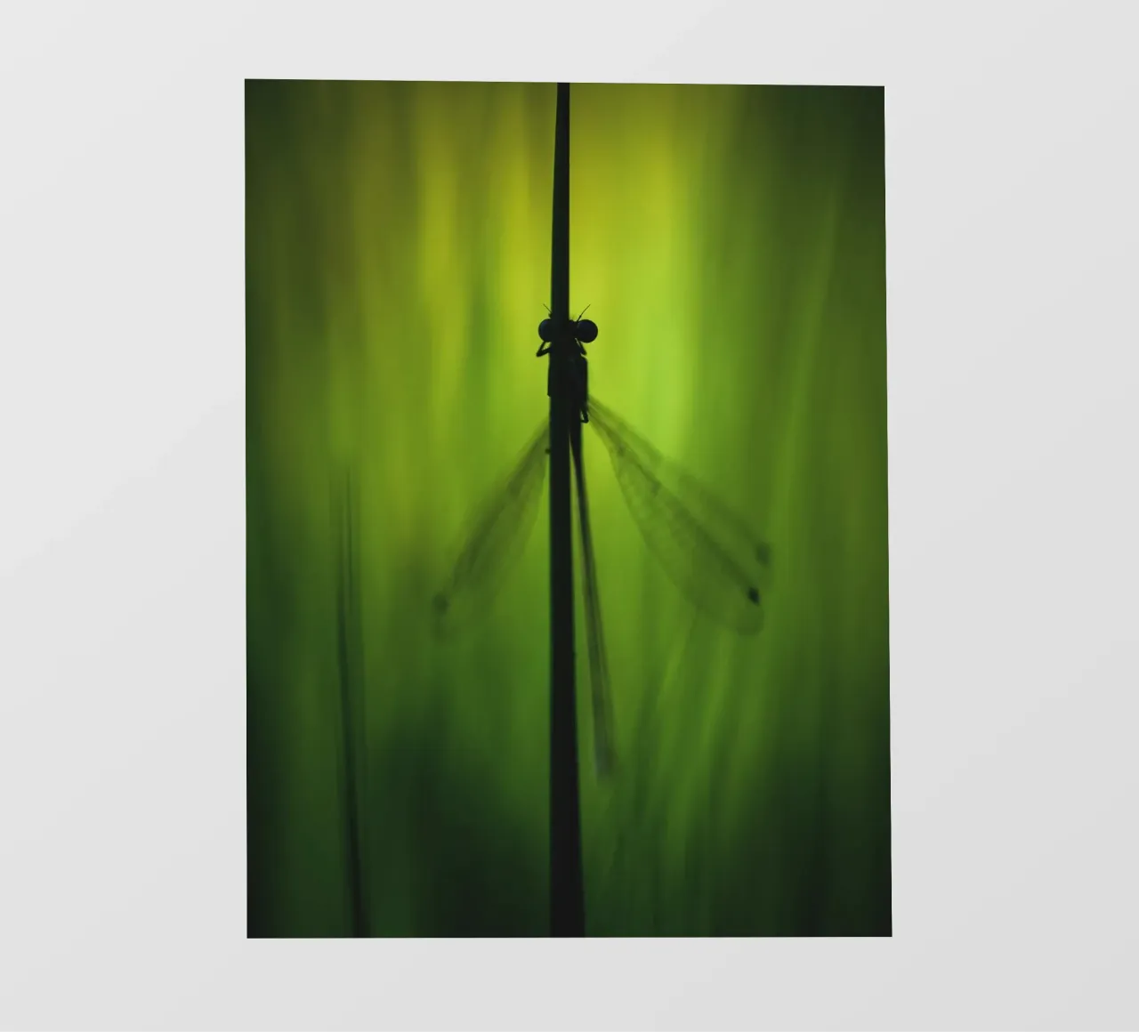 Dragonfly No. 1 telo in pvc da OUTSIDE ONLY