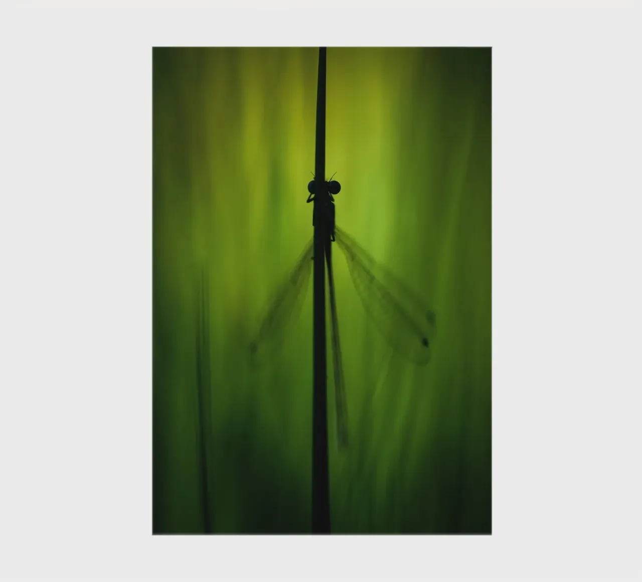 Dragonfly No. 1 diario da OUTSIDE ONLY