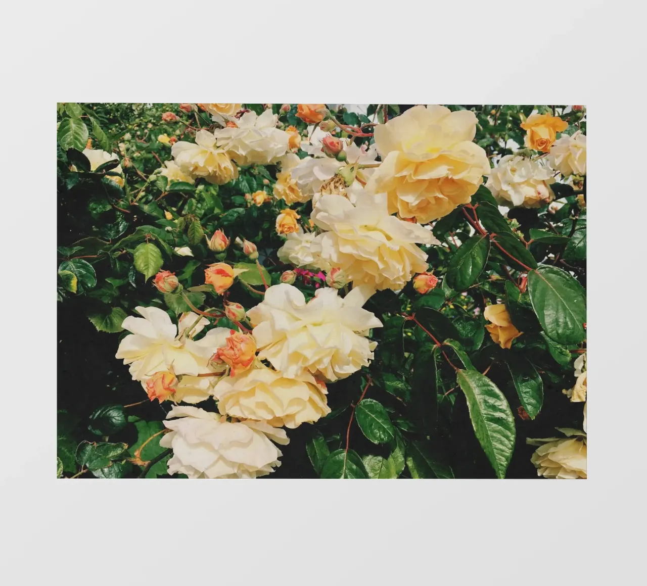Giardino delle rose telo in pvc da Cassia Beck Photography