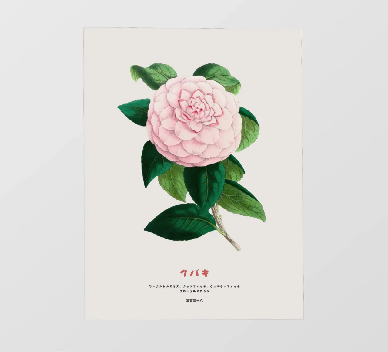 Fiore di camelia giapponese vintage pellicola backlit da Vintagrafica