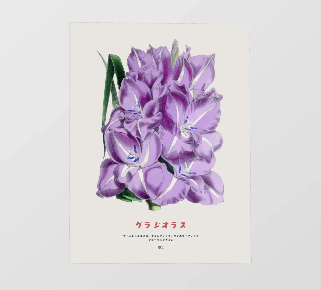 Grafico botanico giapponese del gladiolo telo in pvc da Vintagrafica