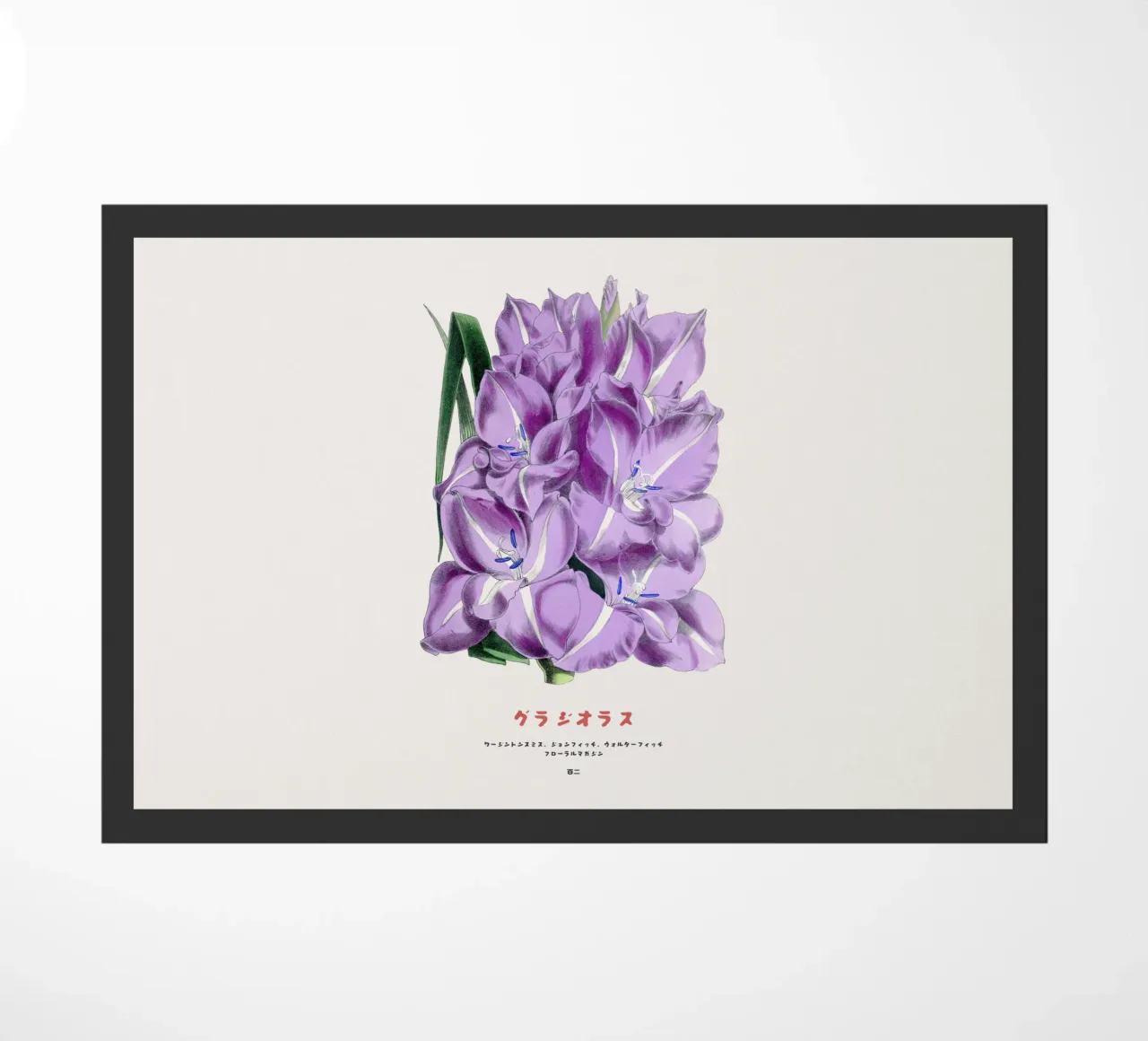 Grafico botanico giapponese del gladiolo zerbino da Vintagrafica