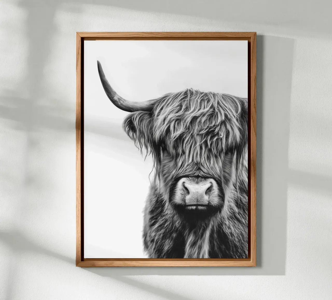 Bestiame ispido delle Highlands alluminio dibond da Carinaprint