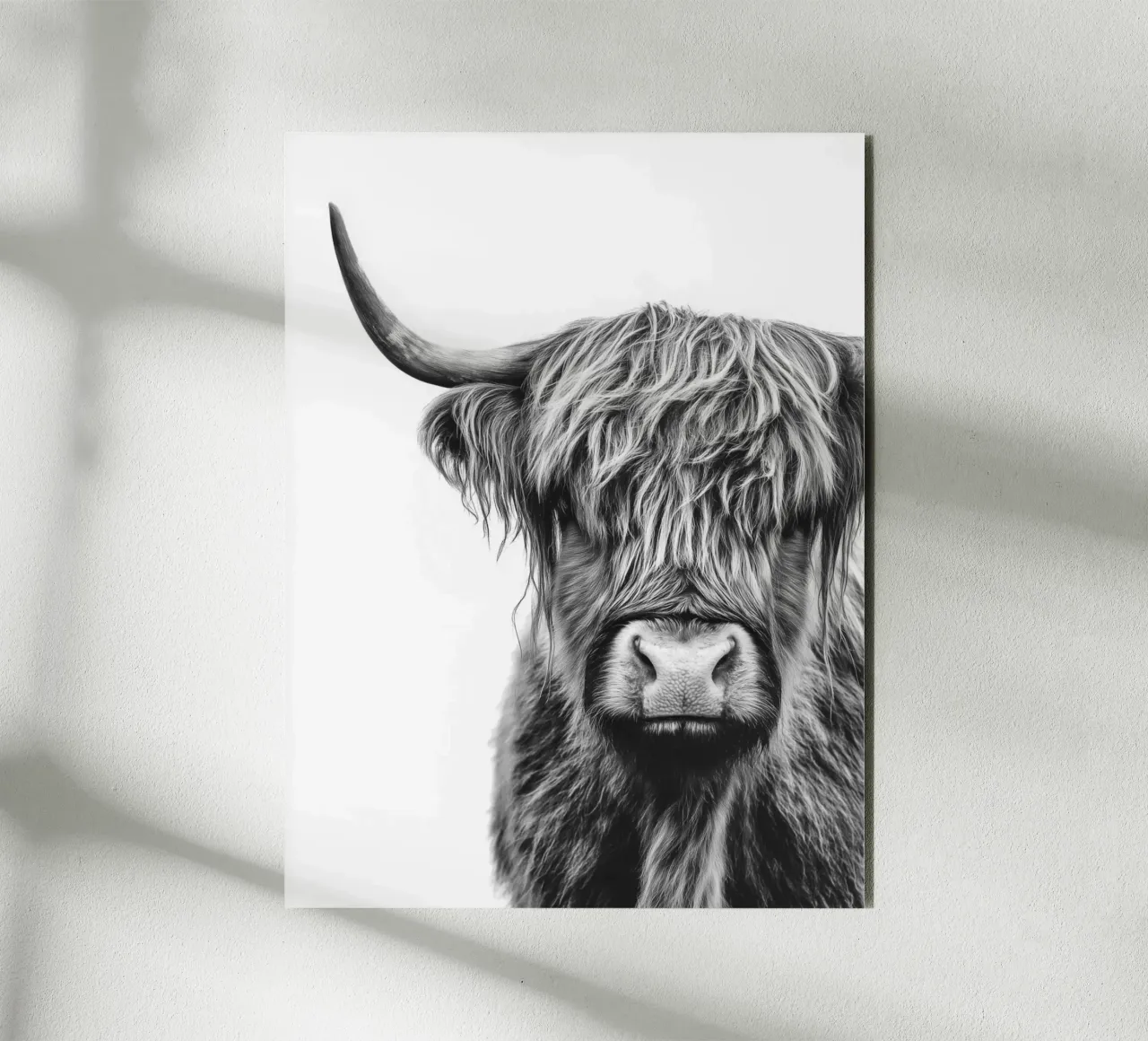 Bestiame ispido delle Highlands alluminio dibond da Carinaprint