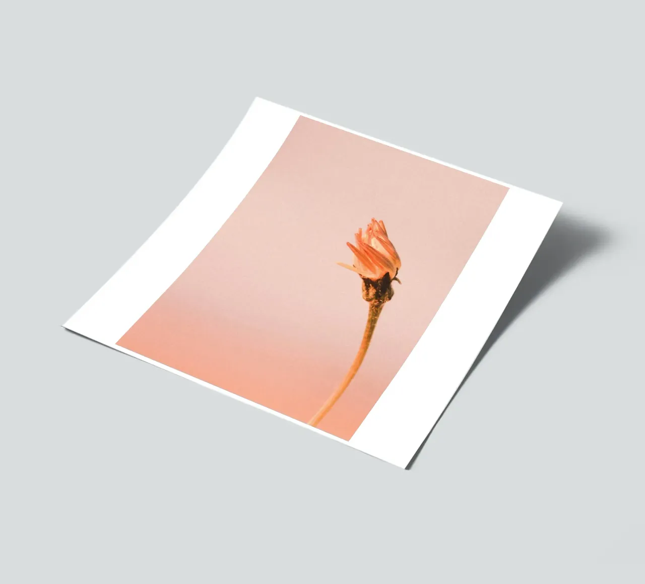 flower soft focus sticker sheet by cofa home